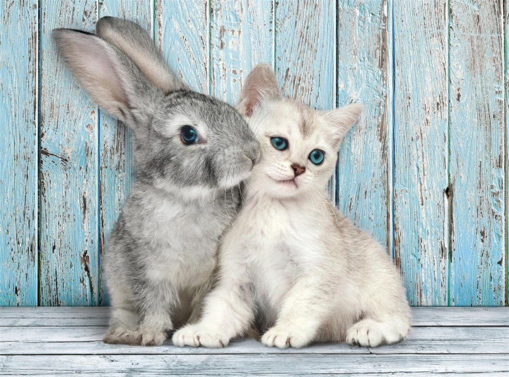 Clementoni 500 stk CB Collection Cat & Bunny af høj kvalitet i gruppen LEGETØJ, BØRN & BABY / Legetøj / børns puslespil hos TP E-commerce Nordic AB (C82113)