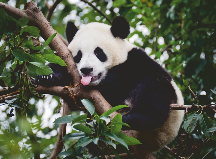 Ravensburger Puslespil Panda Bjørn 500p (12000351) i gruppen SPORT, FRITID & HOBBY / Hobby / Puslespil hos TP E-commerce Nordic AB (C86446)