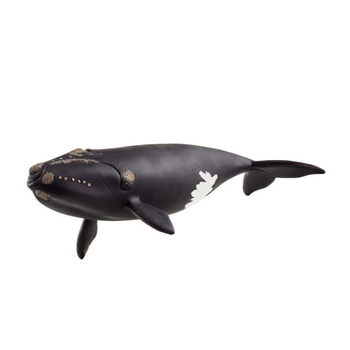 Schleich Nordatlantisk rethval - (14878) i gruppen LEGETØJ, BØRN & BABY / Legetøj / Figurer, miniaturer og tilbehør hos TP E-commerce Nordic AB (D15333)