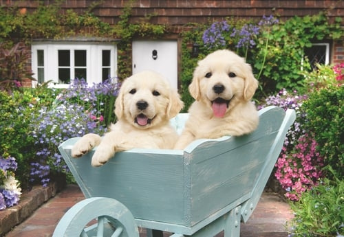 Ravensburger Golden Retriever-annonce med 200 brikker - (12001368) i gruppen SPORT, FRITID & HOBBY / Hobby / Puslespil hos TP E-commerce Nordic AB (D20399)