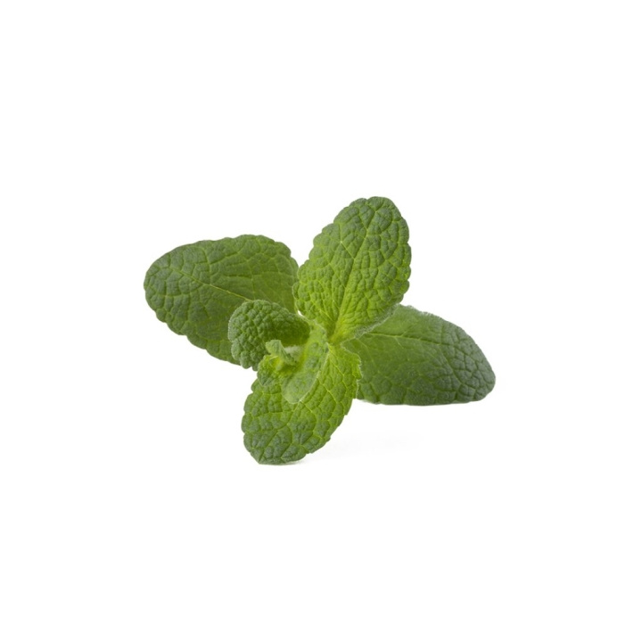 Click & Grow Smart Garden Refill 3-pak - Apple Mint (SGR79X3) i gruppen SPORT, FRITID & HOBBY / Sjove gadgets / Smarte løsninger hos TP E-commerce Nordic AB (D21555)