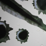 Hårde klistermærker til Bil/MC - Skudhuller og kradsemærker