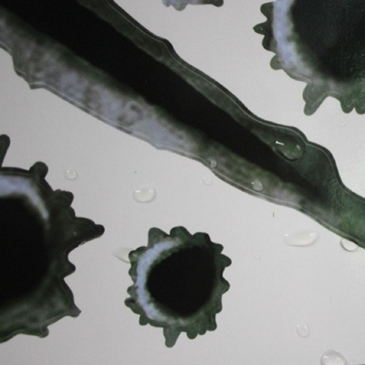 Hårde klistermærker til Bil/MC - Skudhuller og kradsemærker