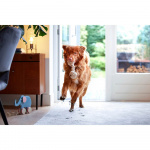 Spotclean Pet/Kæledyr Pro