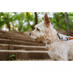 TICKLESS Flåtbeskyttelse ECOPET TICKLESS Flåtbeskyttelse ECOPET