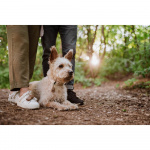 TICKLESS Flåtbeskyttelse ECOPET TICKLESS Flåtbeskyttelse ECOPET