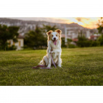 TICKLESS Flåtbeskyttelse ECOPET TICKLESS Flåtbeskyttelse ECOPET