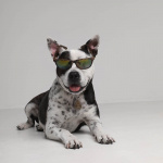 TICKLESS Flåtbeskyttelse ECOPET TICKLESS Flåtbeskyttelse ECOPET