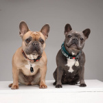 TICKLESS Flåtbeskyttelse Pet Beige TICKLESS Flåtbeskyttelse Pet Beige