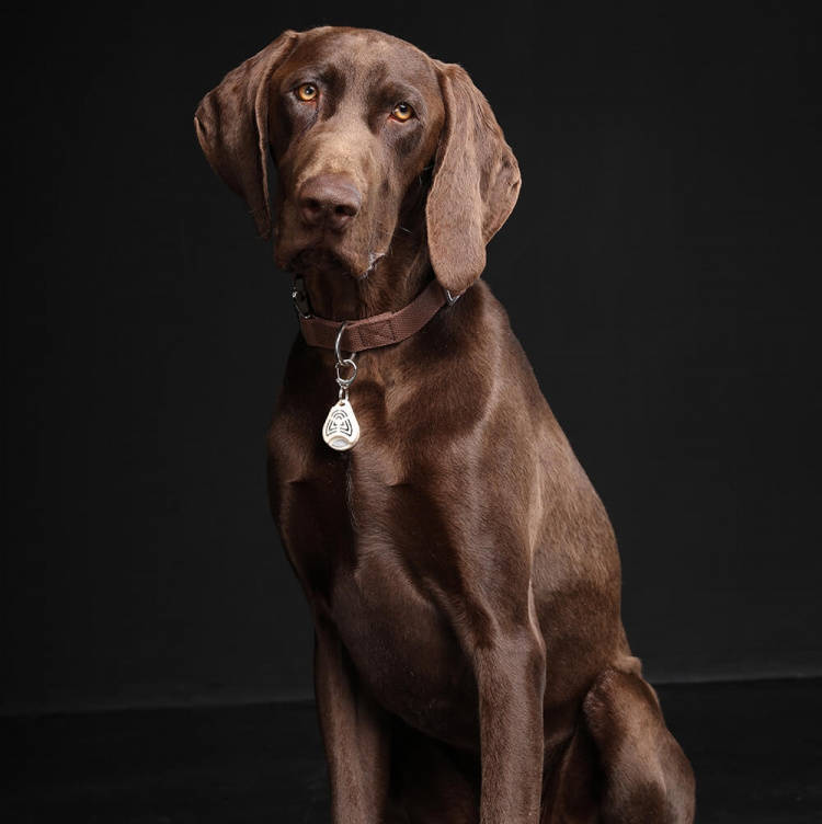 TICKLESS Flåtbeskyttelse Pet Beige TICKLESS Flåtbeskyttelse Pet Beige