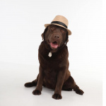 TICKLESS Flåtbeskyttelse Pet Beige TICKLESS Flåtbeskyttelse Pet Beige