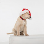 TICKLESS Flåtbeskyttelse Pet Beige TICKLESS Flåtbeskyttelse Pet Beige