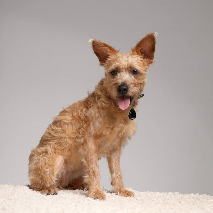 TICKLESS Flåtbeskyttelse Pet Black TICKLESS Flåtbeskyttelse Pet Black