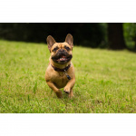 TICKLESS Flåtbeskyttelse Pet Black TICKLESS Flåtbeskyttelse Pet Black