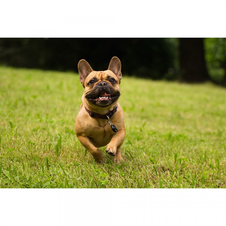 TICKLESS Flåtbeskyttelse Pet Black TICKLESS Flåtbeskyttelse Pet Black