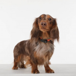 TICKLESS Flåtbeskyttelse Mini Hund TICKLESS Flåtbeskyttelse Mini Hund