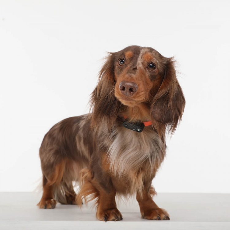 TICKLESS Flåtbeskyttelse Mini Hund TICKLESS Flåtbeskyttelse Mini Hund