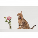 TICKLESS Flåtbeskyttelse Mini Kat TICKLESS Flåtbeskyttelse Mini Kat