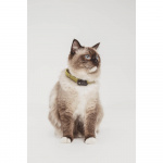 TICKLESS Flåtbeskyttelse Mini Kat TICKLESS Flåtbeskyttelse Mini Kat