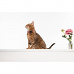 TICKLESS Flåtbeskyttelse Mini Kat TICKLESS Flåtbeskyttelse Mini Kat