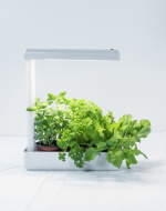 Airam Herby -kasvivalaisin, 10W/840, 650 lm, valkoinen