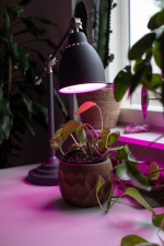 Airam LED-plantelampe, E27, klar, glødetråd 180 lm