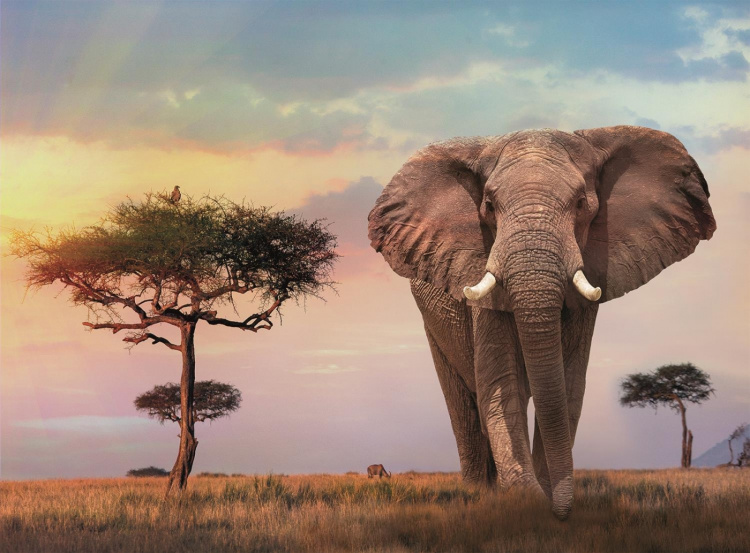 Clementoni 500 brikker i høj kvalitet Afrikansk solnedgang