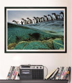 Clementoni 1000 stk CB Collection National Geographics Gentoo Penguins i høj kvalitet