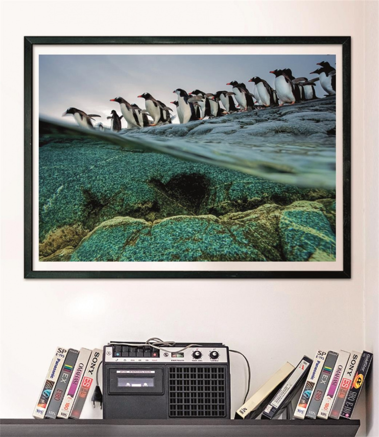 Clementoni 1000 stk CB Collection National Geographics Gentoo Penguins i høj kvalitet