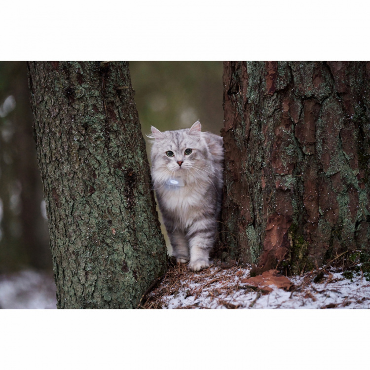 Lilcat 2 GPS-Tracker för Katter