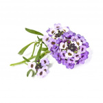 Click & Grow- Smart Garden Refill 3-pak Sød Alyssum Click & Grow- Smart Garden Refill 3-pak Sød Alyssum