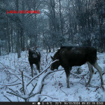 Nedis Vildtkamera | 4K@10fps | 50 MPixel | 5 MPixel CMOS | IP65 | Sort No-Glow IR | Nattesyn | Betragningsvinkel: 60 ° | Bevægelse Sensor | Detektionsvinkel: 130 ° | Detektionsområde: 20 m | Skærmstørrelse: 2.4 