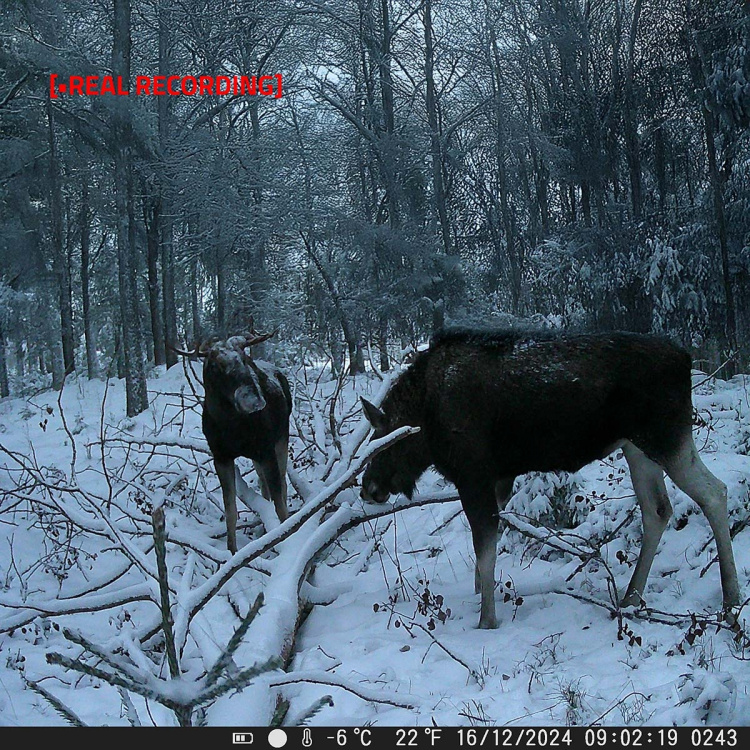 Nedis Vildtkamera | 4K@10fps | 50 MPixel | 5 MPixel CMOS | IP65 | Sort No-Glow IR | Nattesyn | Betragningsvinkel: 60 ° | Bevægelse Sensor | Detektionsvinkel: 130 ° | Detektionsområde: 20 m | Skærmstørrelse: 2.4 