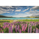 Clementoni Puslespil 1500 Pcs CB High Quality Collection Lupins At Lake Tekapo